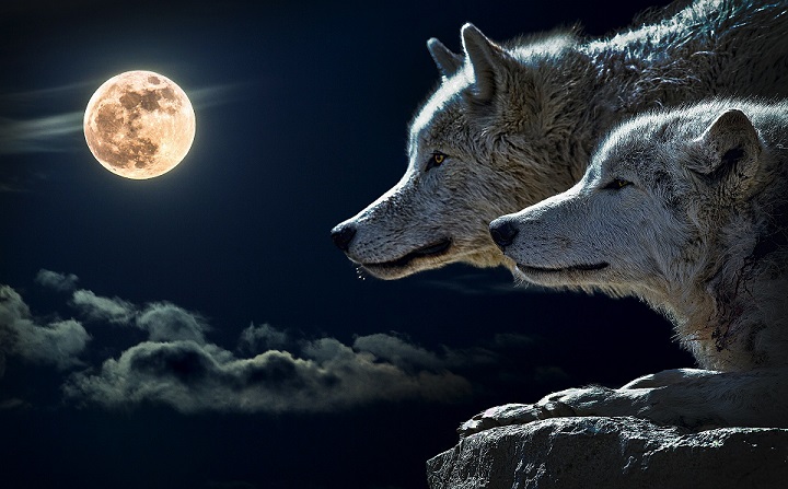wolves resized