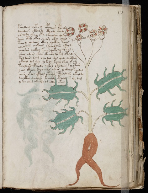 Voynich_Manuscript_(101)